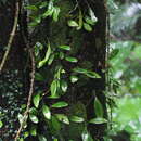 Lemmaphyllum microphyllum var. obovatum (Harr.) C. Chr.的圖片