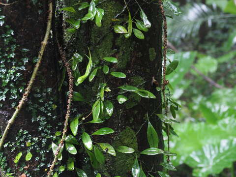 Plancia ëd Lemmaphyllum microphyllum var. obovatum (Harr.) C. Chr.