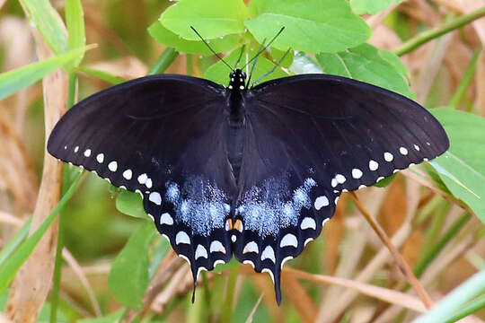 Image of Spicebush swallowtail