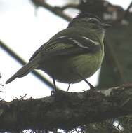 Phyllomyias nigrocapillus (Lafresnaye 1845) resmi