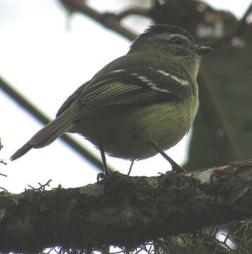 Image of Black-capped Tyrannulet