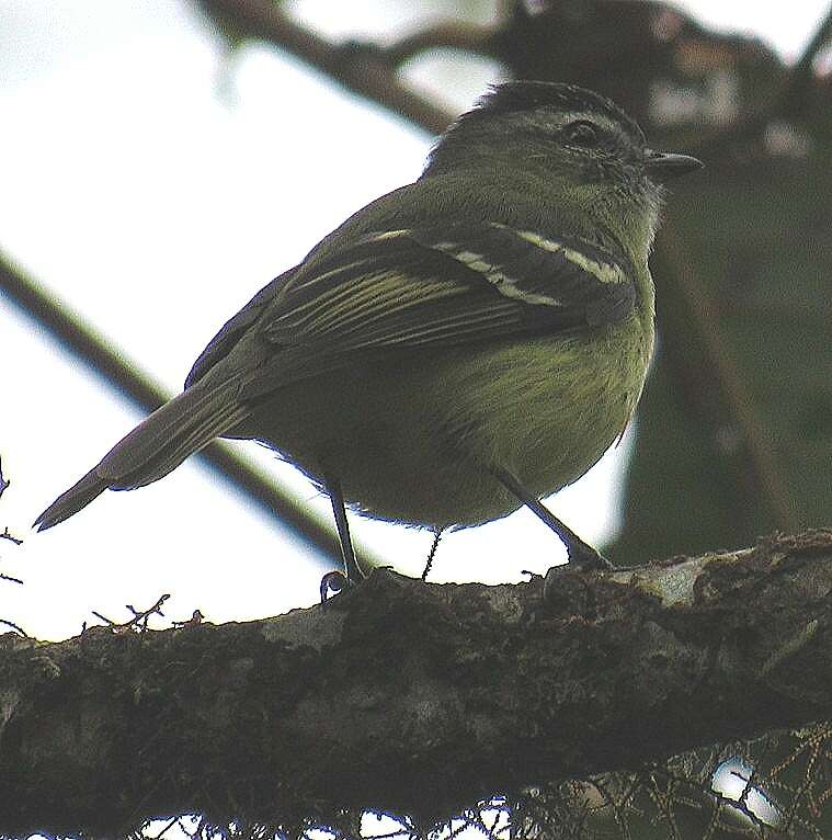 Plancia ëd Phyllomyias nigrocapillus (Lafresnaye 1845)