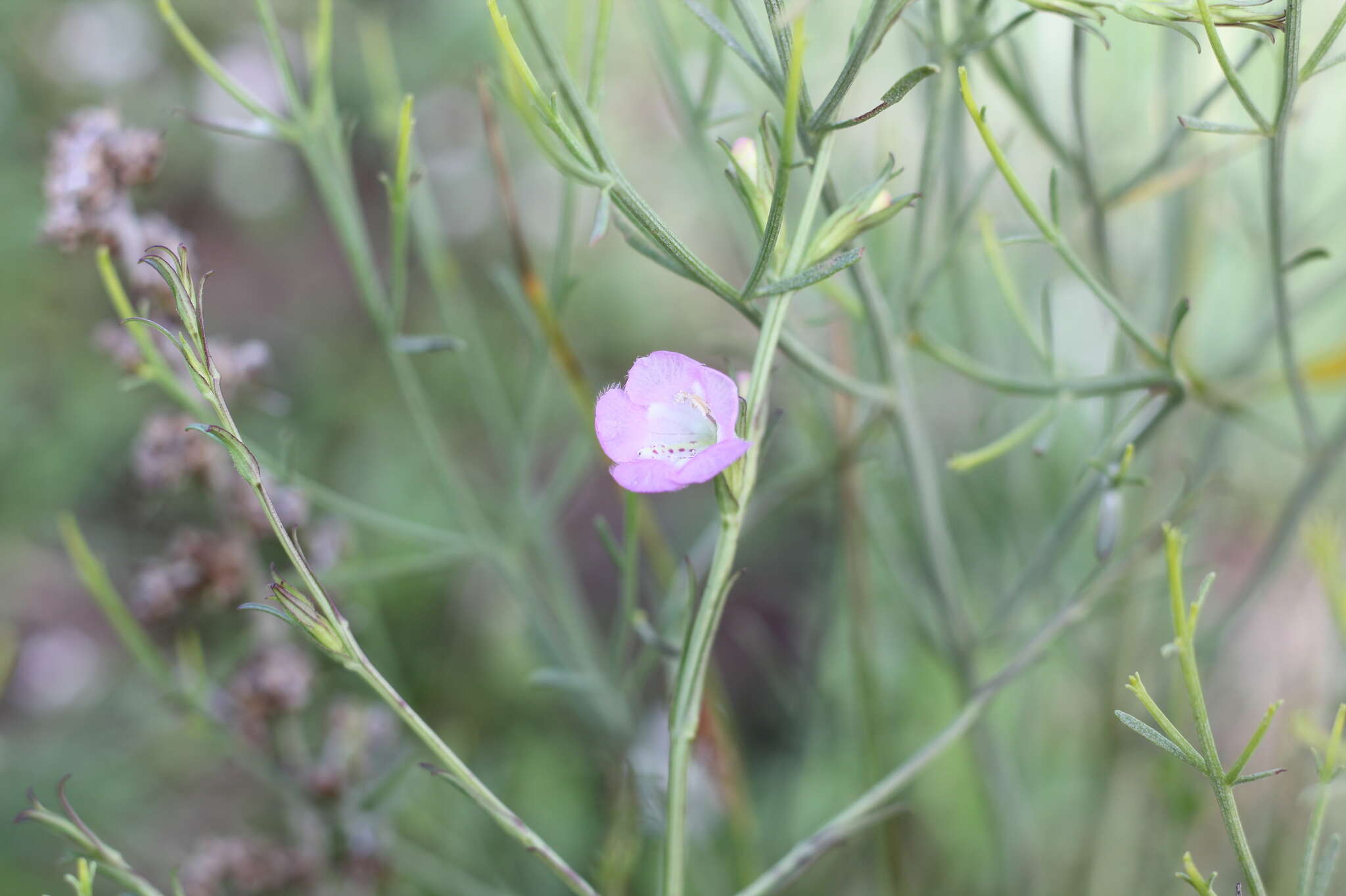 Image of Agalinis communis (Cham. & Schltdl.) W. G. D' Arcy