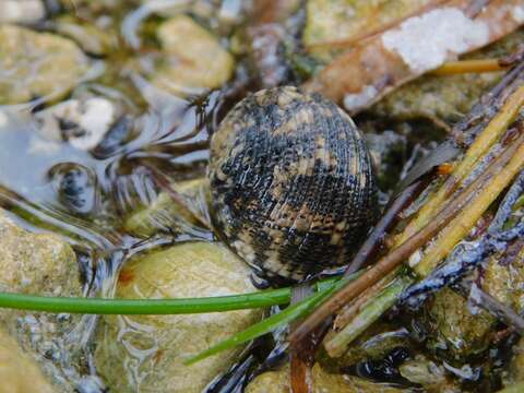 Image of Antillean nerite