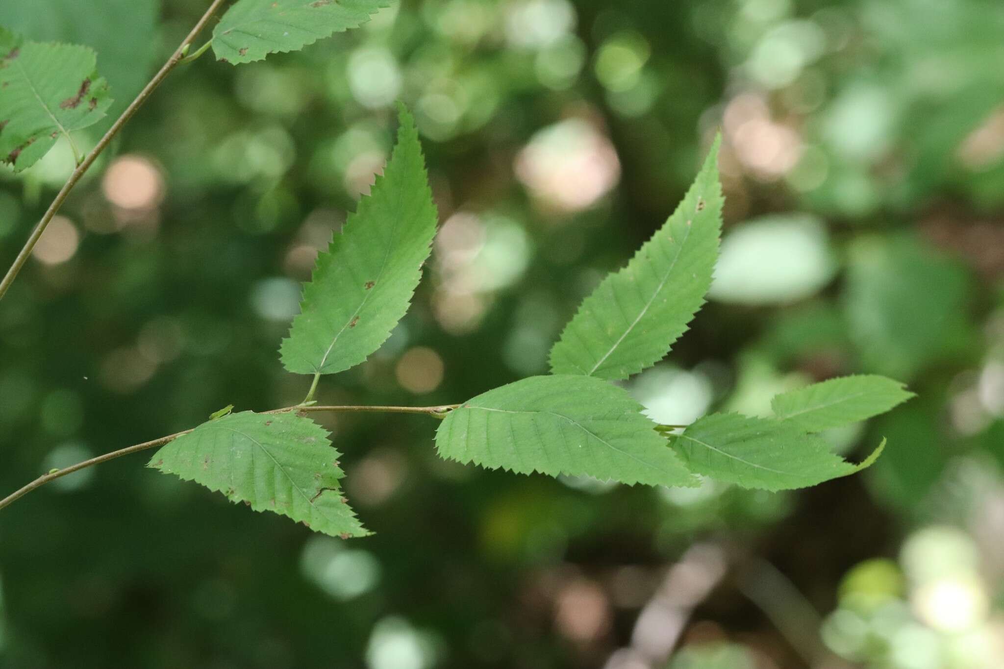 Image of Betula costata Trautv.