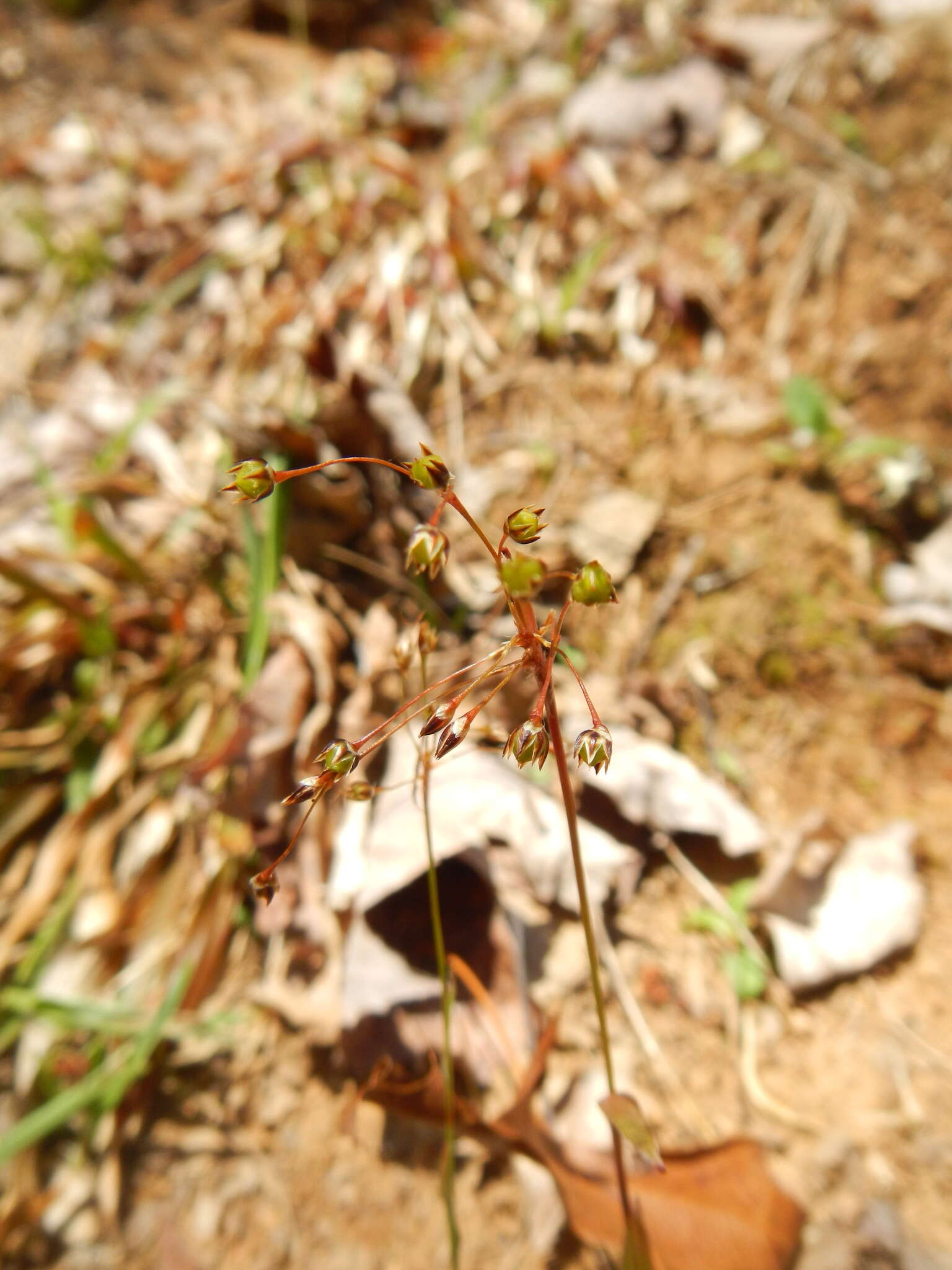 Luzula acuminata subsp. carolinae (S. Watson) Z. Kaplan resmi