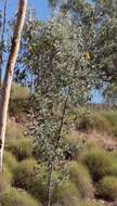 Image of Grevillea miniata W. V. Fitzg.