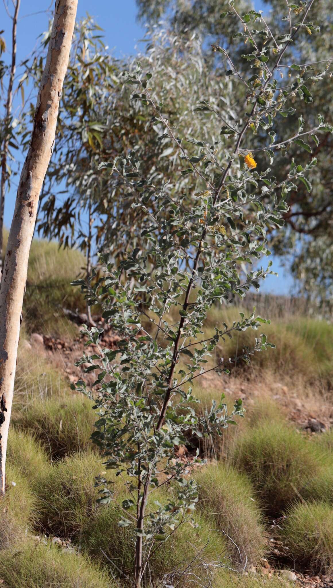 Image of Grevillea miniata W. V. Fitzg.