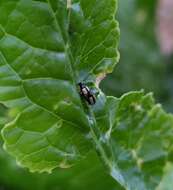 Image of Horseradish Flea Beetle