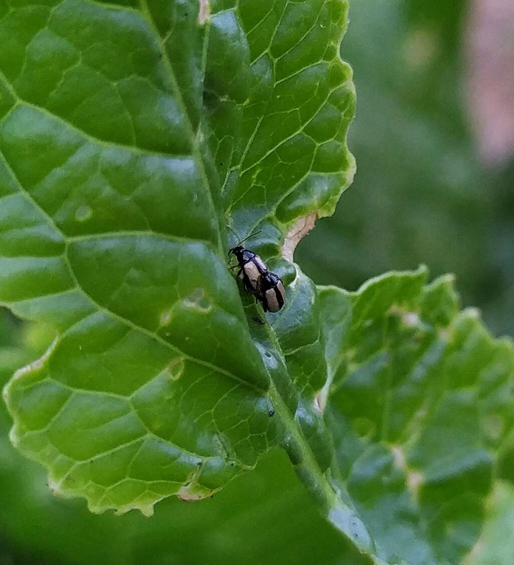 Image of Horseradish Flea Beetle