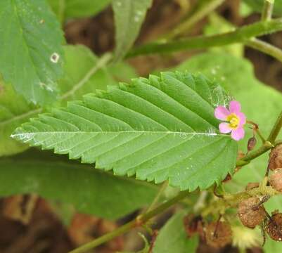 Plancia ëd Melochia pyramidata L.