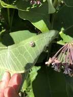 Image of Fifteen-spotted Lady Beetle