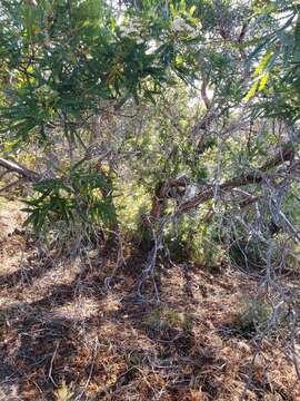 Image of Catalina ironwood