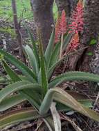 Aloe ambrensis J.-B. Castillon resmi