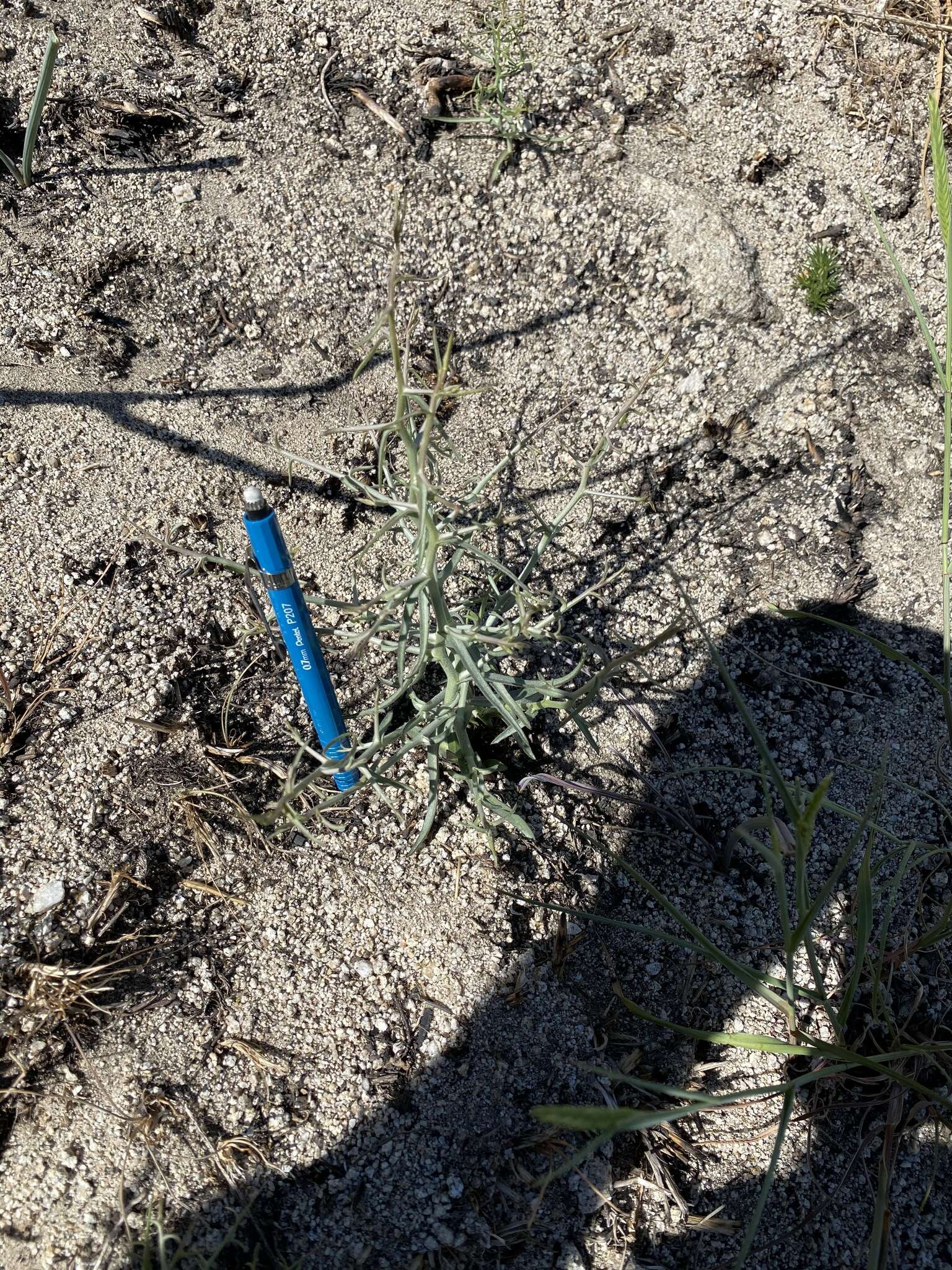 Image of skeletonweed