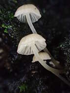 Image of Mycena corticola (Pers.) Gray 1821