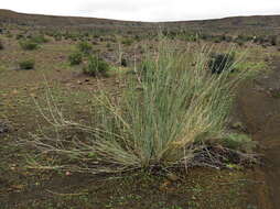 Sivun Gomphocarpus filiformis (E. Mey.) D. Dietr. kuva