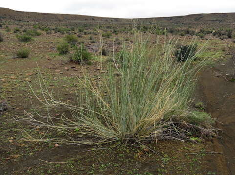 Sivun Gomphocarpus filiformis (E. Mey.) D. Dietr. kuva