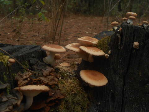 Image de Lentinula boryana (Berk. & Mont.) Pegler 1976