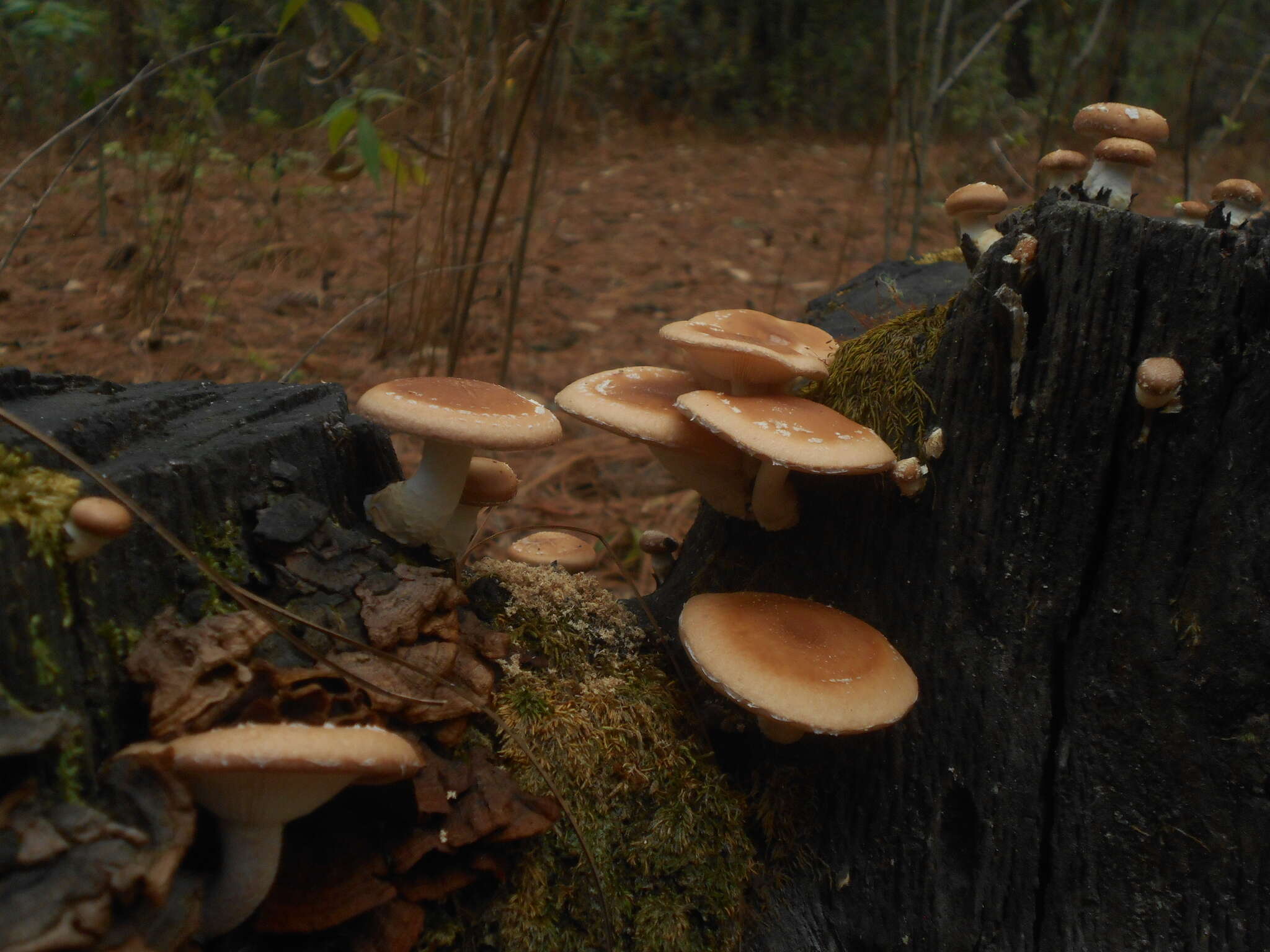 Plancia ëd Lentinula boryana (Berk. & Mont.) Pegler 1976