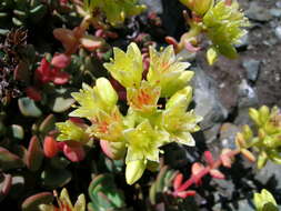 Sivun Sedum oregonense (S. Wats.) M. E. Peck kuva