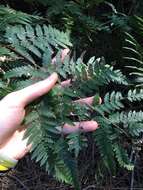 Image of Common Ground Fern