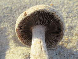 Image of Psathyrella ammophila (Durieu & Lév.) P. D. Orton 1960