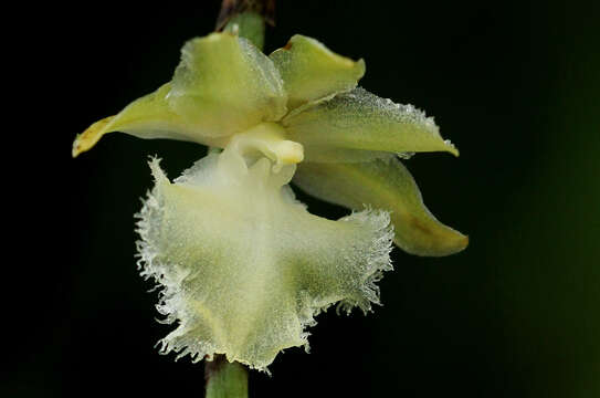 Imagem de Diaphananthe pellucida (Lindl.) Schltr.