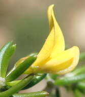 Imagem de Aspalathus lactea subsp. adelphea R. Dahlgren