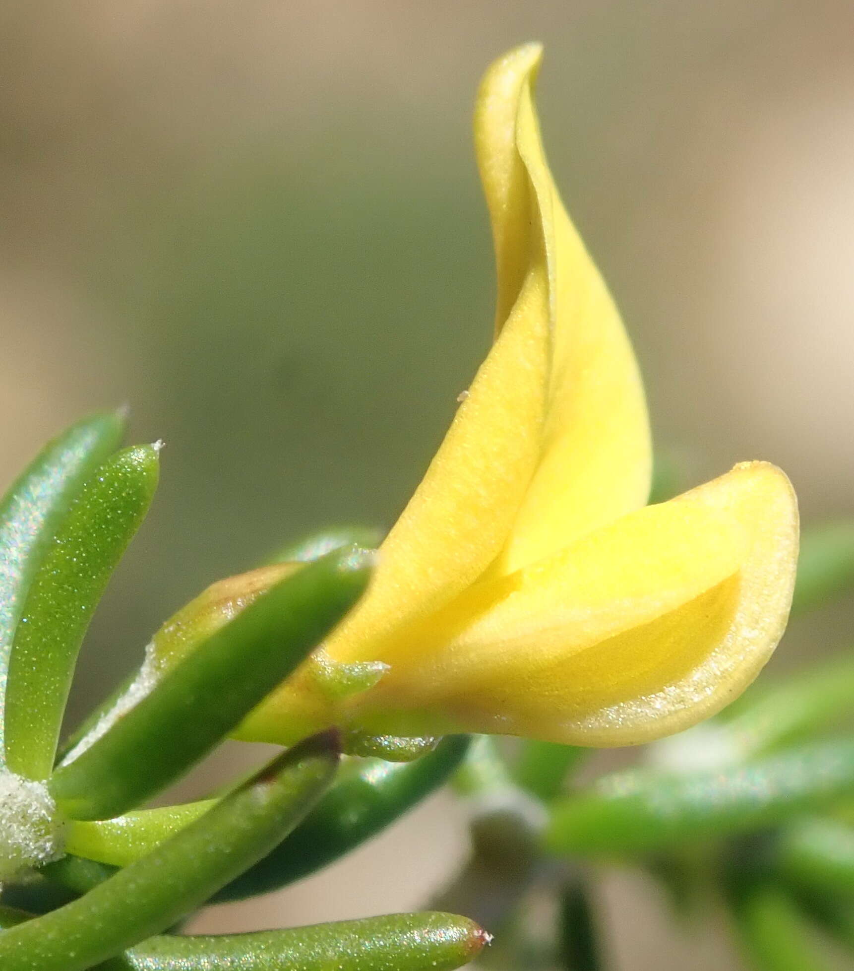 Image of Aspalathus lactea subsp. adelphea R. Dahlgren