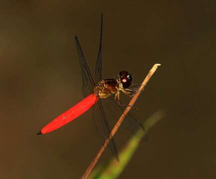 Image of Lyriothemis biappendiculata (Selys 1878)