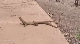 Image of Varanus panoptes rubidus Storr 1980