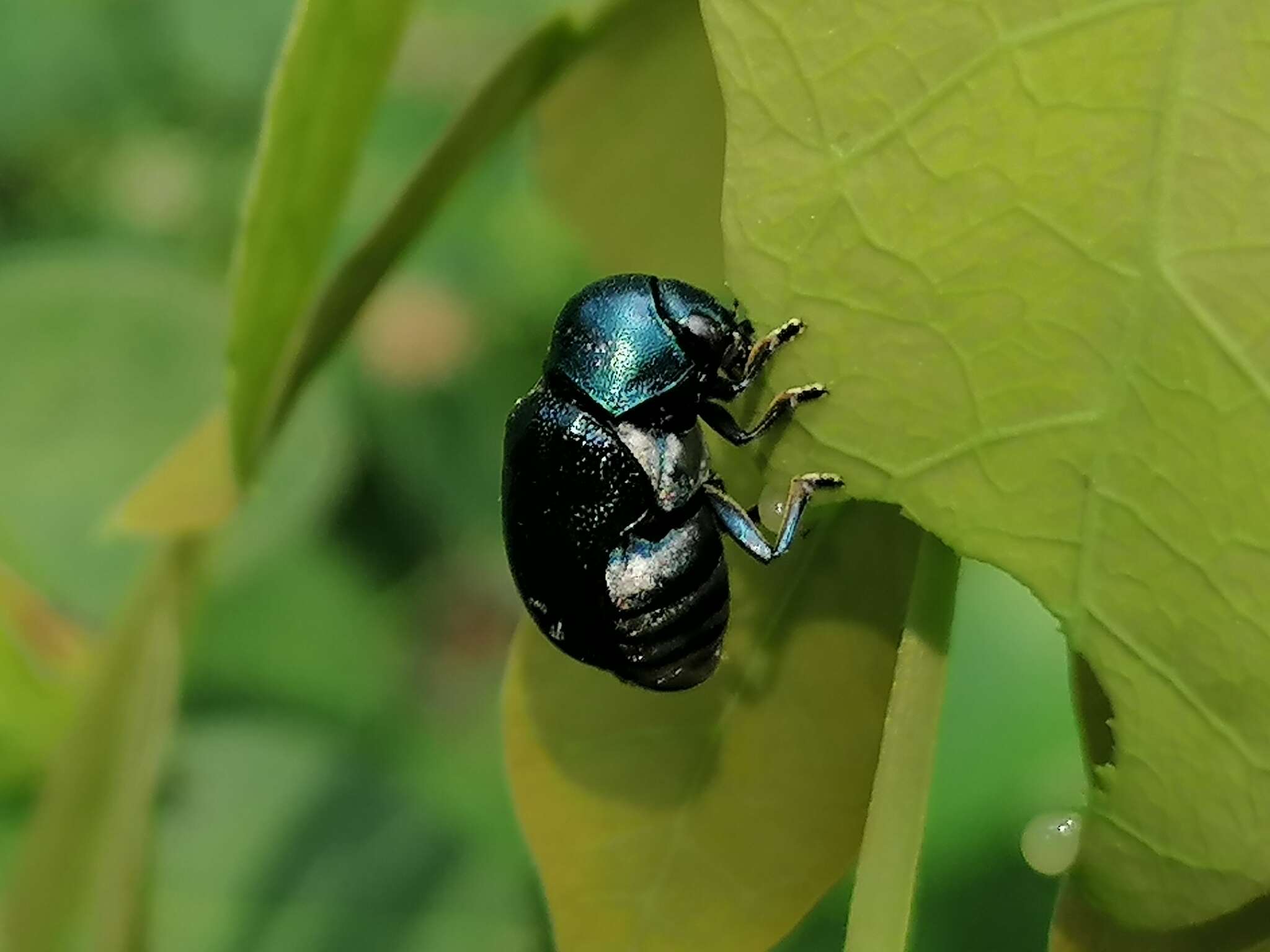 صورة <i>Ischiopachys bicolor</i>