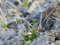 Image of Kamchatka rockcress