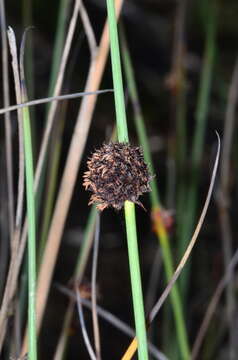 Image of Chorizandra australis K. L. Wilson