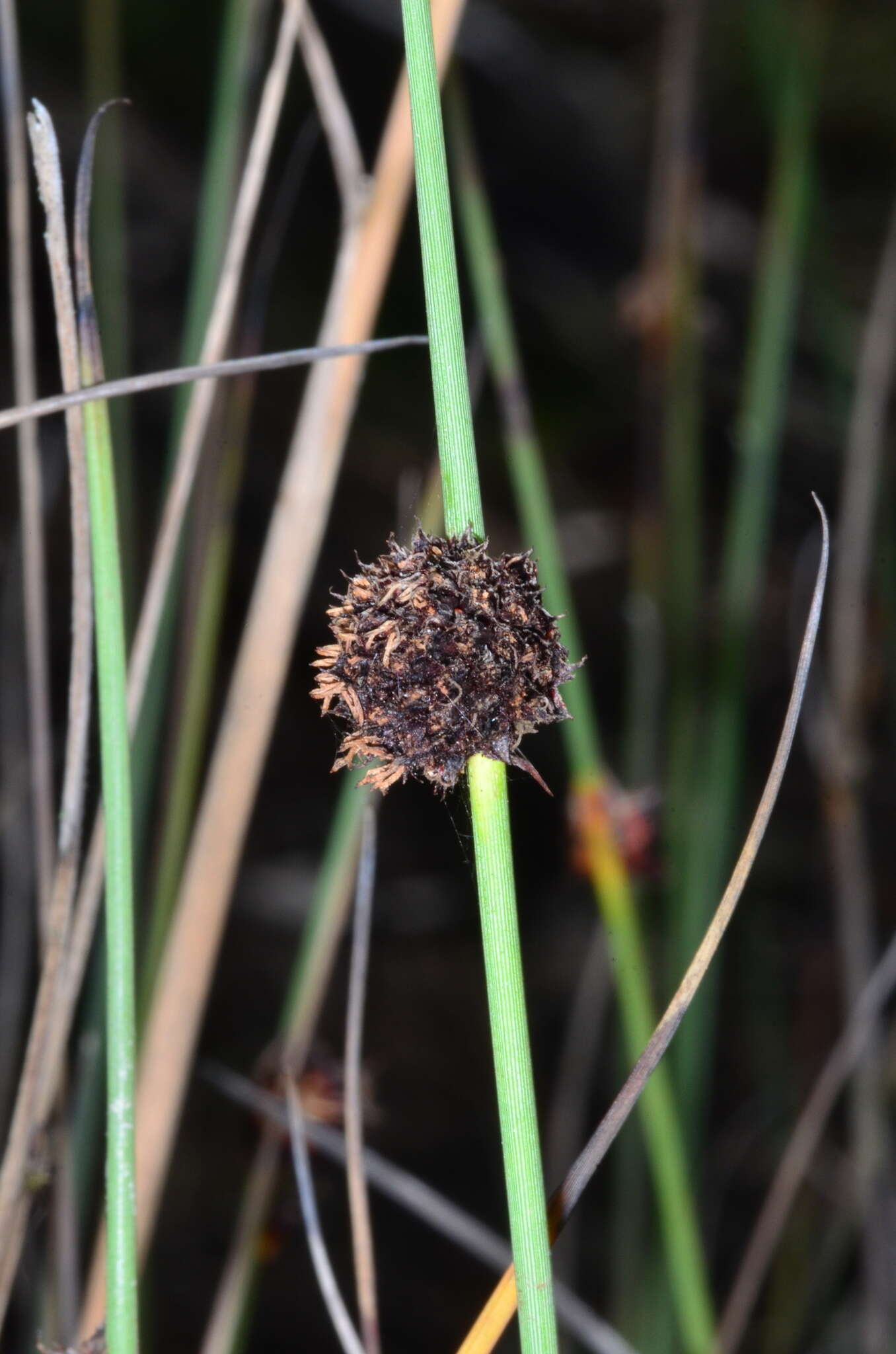 Image of Chorizandra australis K. L. Wilson