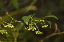 Smilax arisanensis Hayata resmi