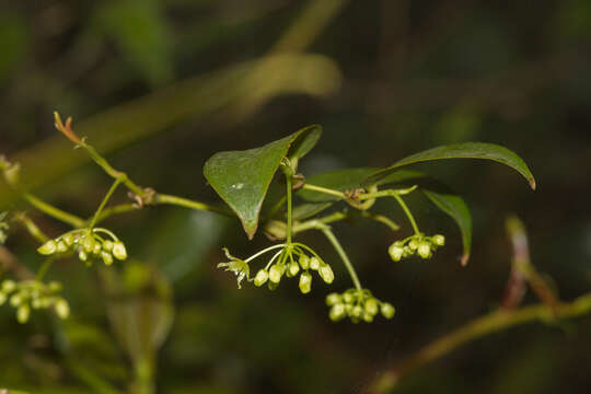 Image of Smilax arisanensis Hayata