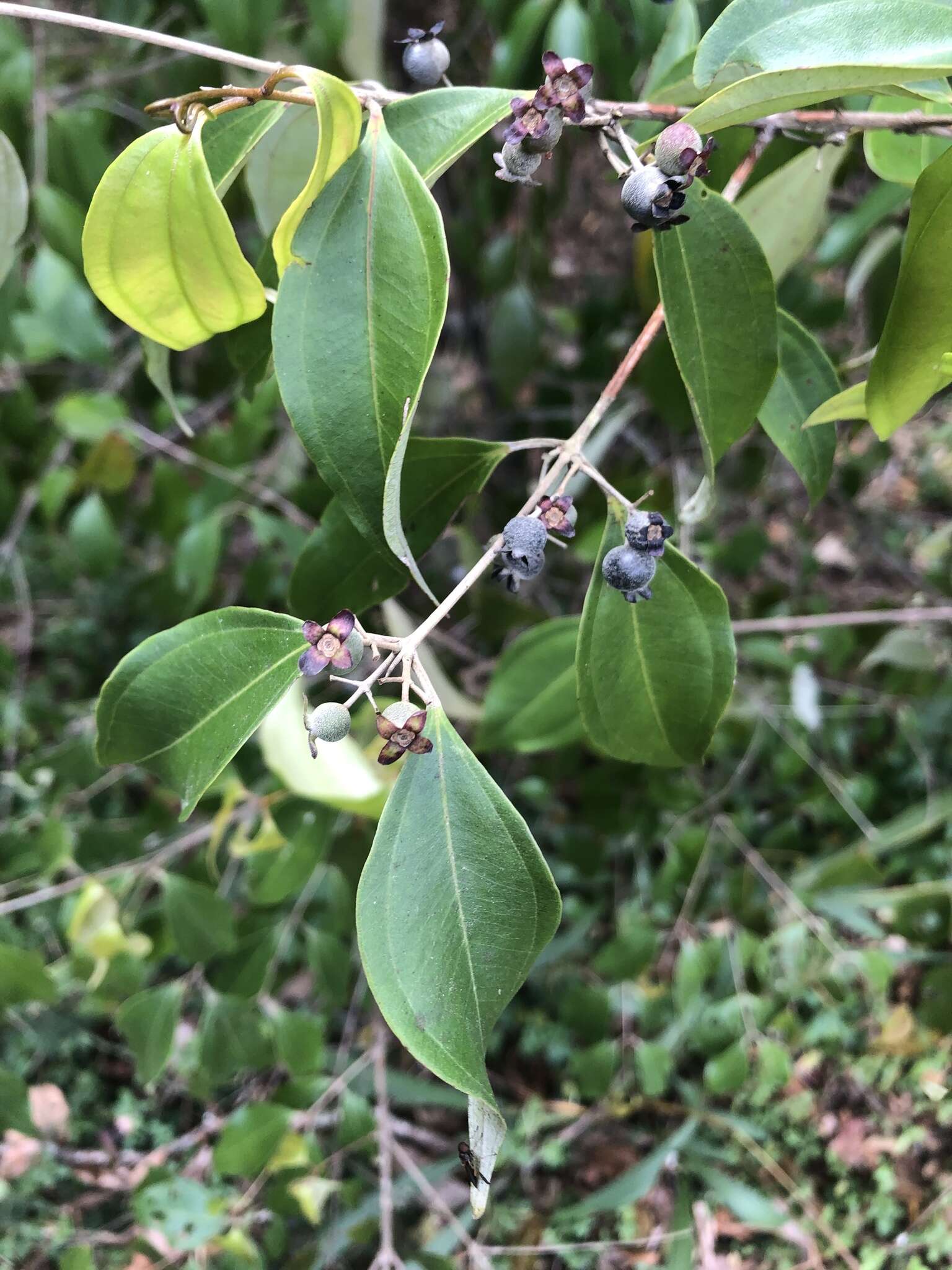 Rhodamnia argentea Benth. resmi