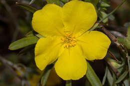 Image of Hibbertia glomerosa var. glomerosa