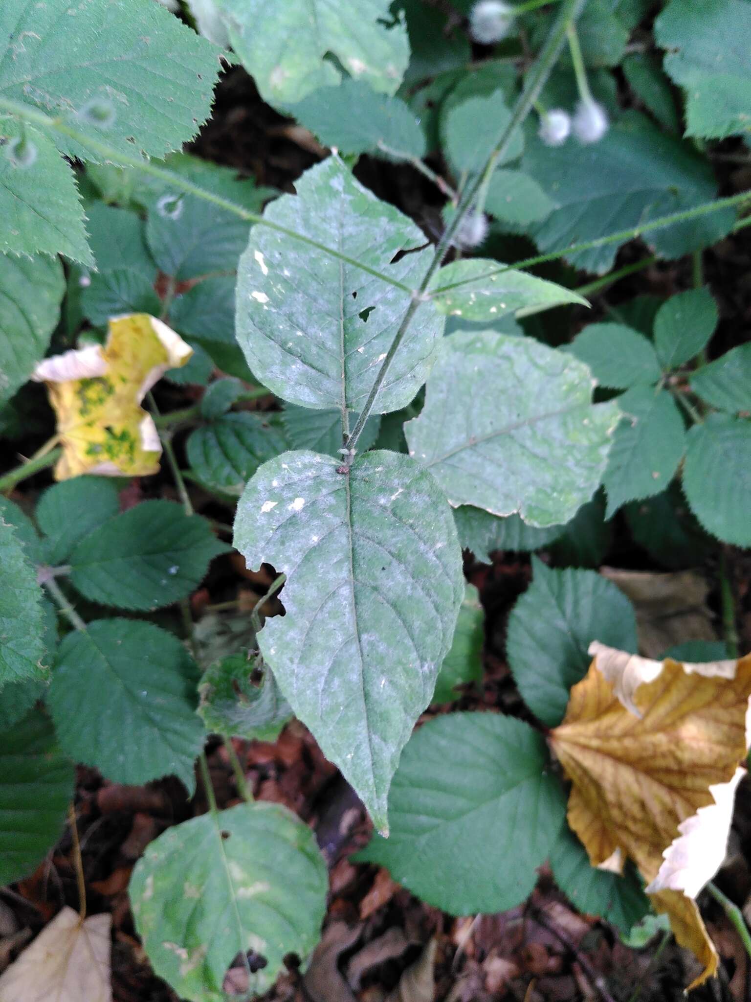 Image of Erysiphe circaeae L. Junell 1967