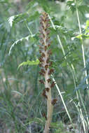 Слика од Orobanche alsatica subsp. libanotidis (Ruprecht) Pusch