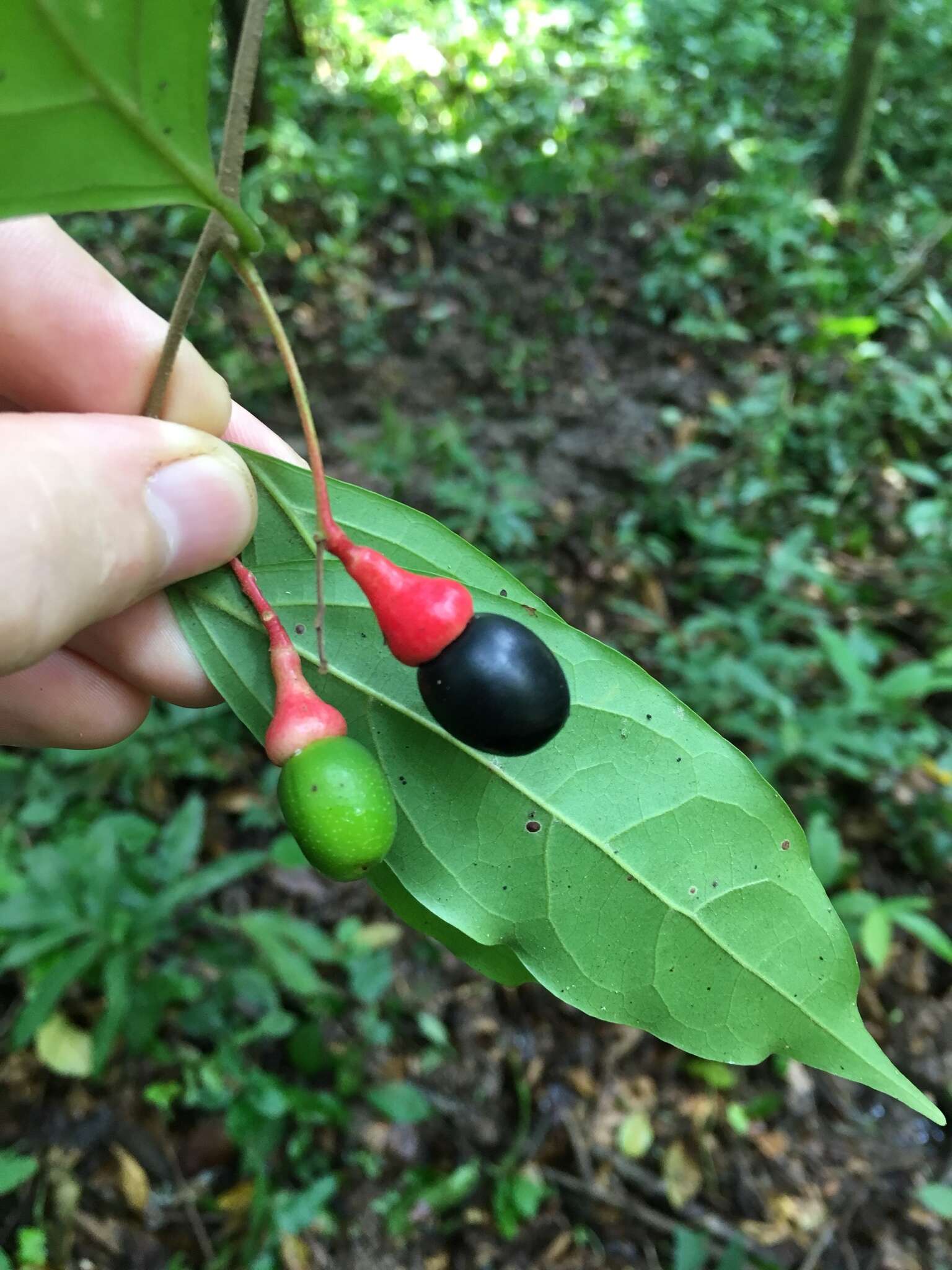 Imagem de Damburneya salicifolia (Kunth) Trofimov & Rohwer