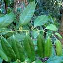 Plancia ëd Apodytes brachystylis F. Muell.