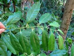 Image of Apodytes brachystylis F. Muell.