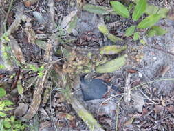 Image of Cereus fernambucensis subsp. fernambucensis