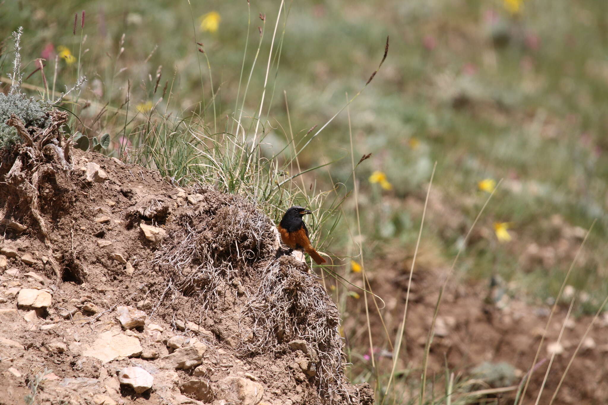 Plancia ëd Phoenicurus ochruros phoenicuroides (Moore & F 1854)