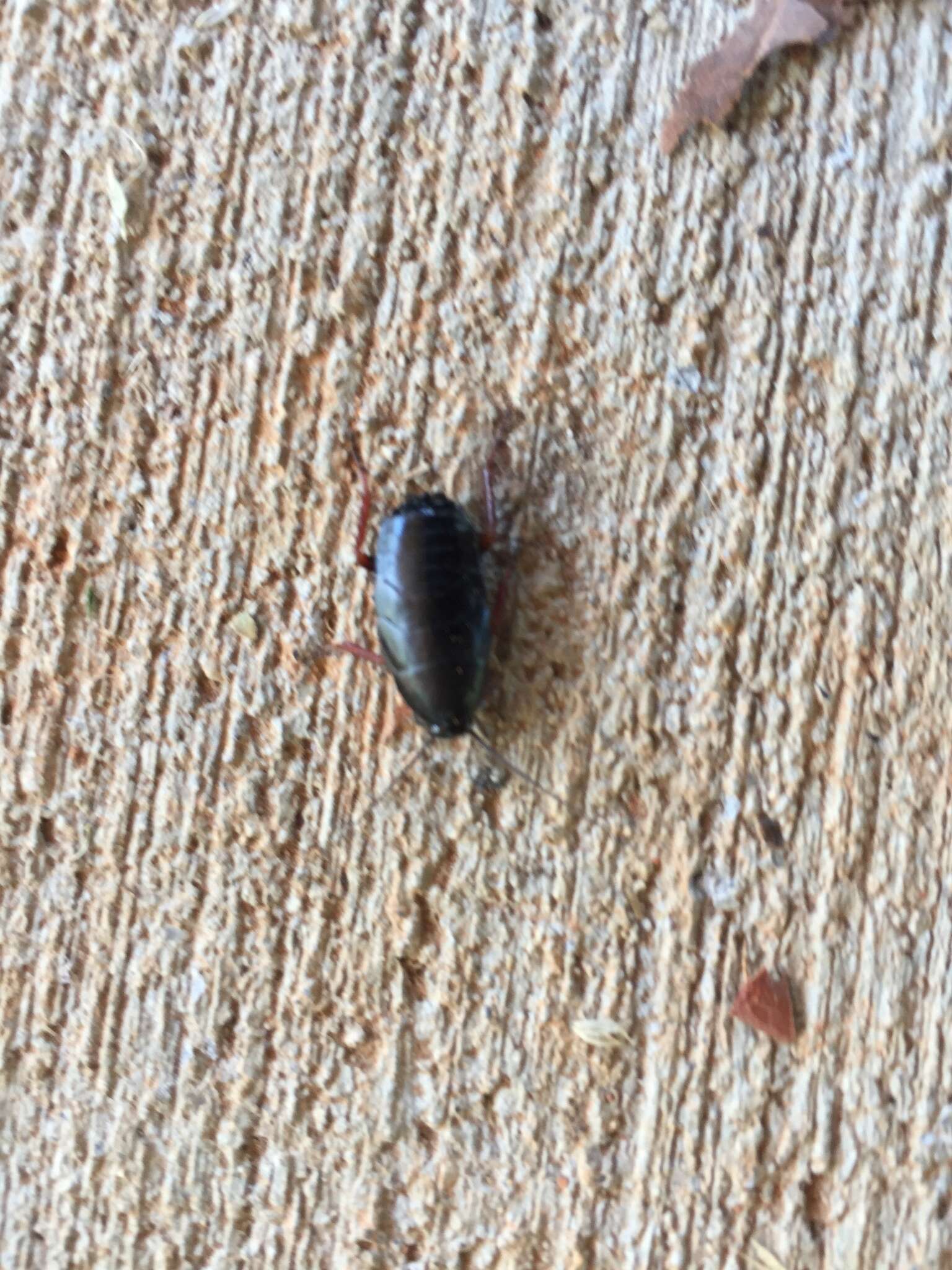 Image of Dark Wood Cockroach