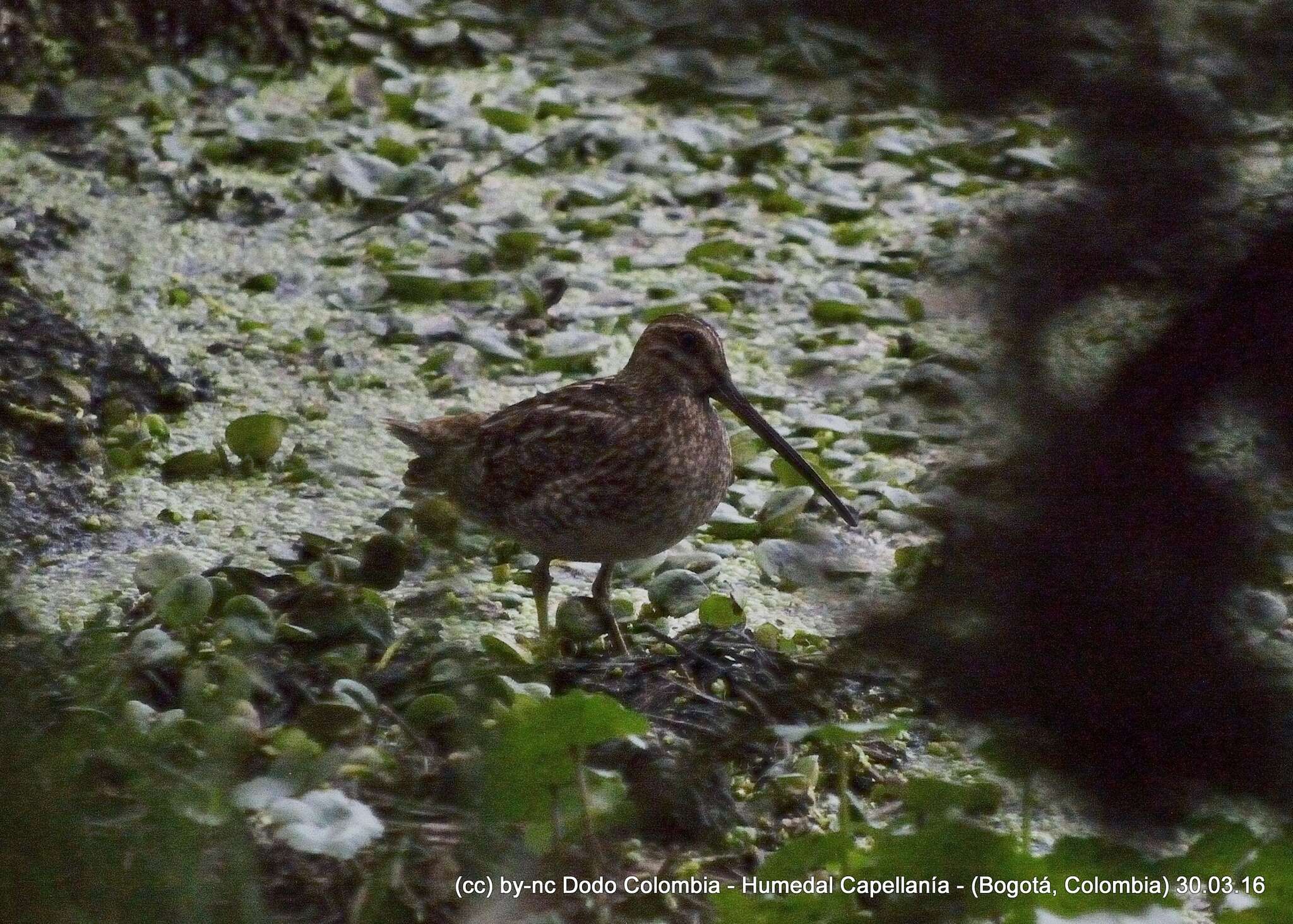 Image de Bécassine noble