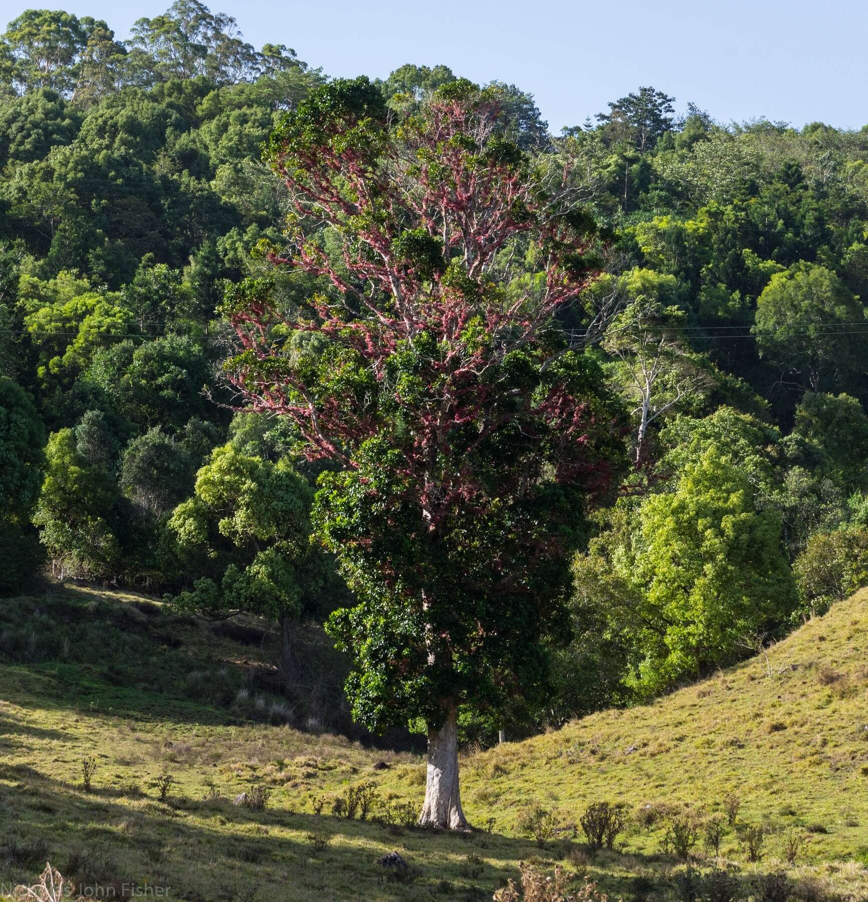 Image of Syzygium moorei (F. Müll.) L. A. S. Johnson